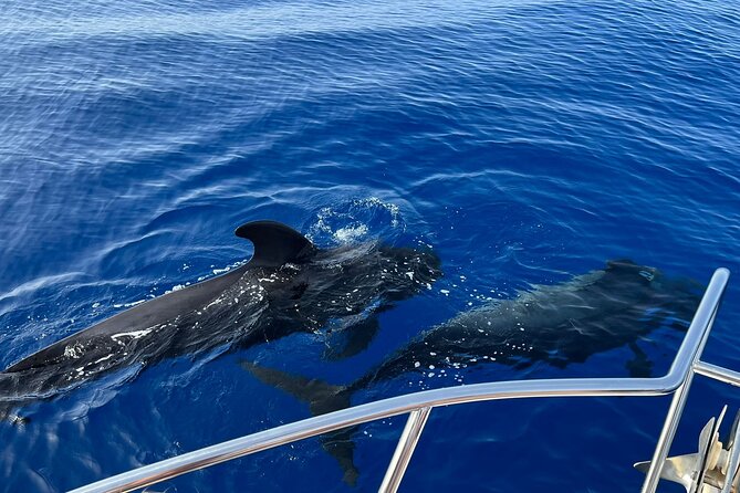 Whale and dolphin watching tour Los Gigantes and Masca in small groups - Leaving Playa San Juan on a 4-hour marine adventure