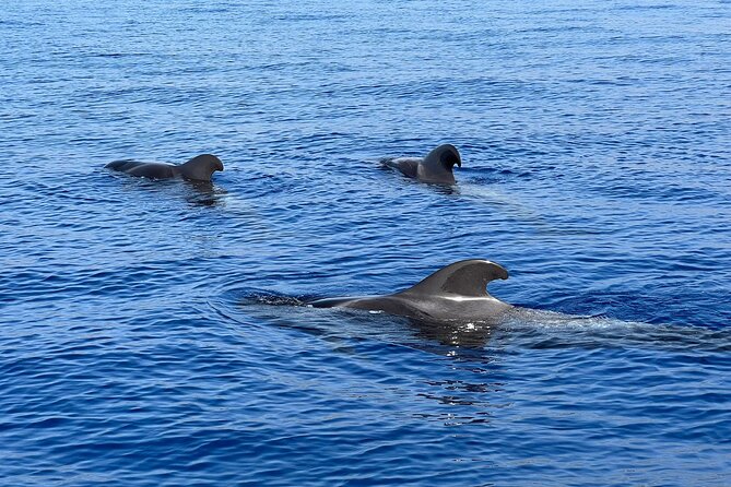 Whale and dolphin watching tour Los Gigantes and Masca in small groups - The wildlife search, and how to make it easier to spot cetaceans