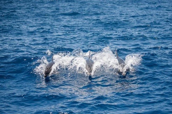 Whale and Dolphin Watching Yacht Trip in Puerto Colon - 3 hours on the water: what you are really doing