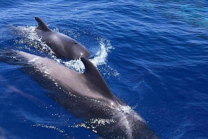 Whale and Dolphin Watching Yacht Trip in Puerto Colon - The swim and snorkeling stop: when it happens, what to expect