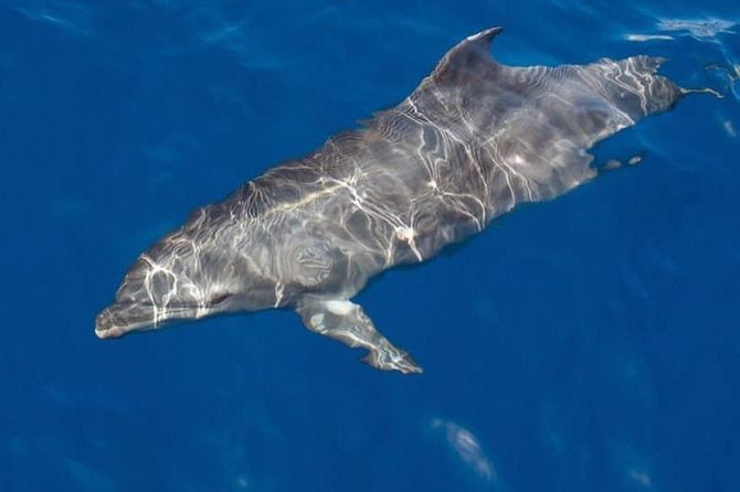Whale and Dolphin Watching Yacht Trip in Puerto Colon - What’s included, and what that means for your comfort