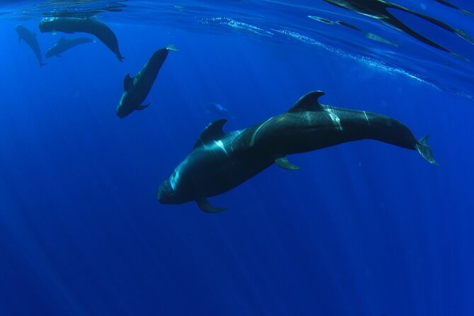 Whale watching and listening Eco-Catamaran Tour with Food Tasting - Space, Crowding, and Comfort on a 64-Person Catamaran