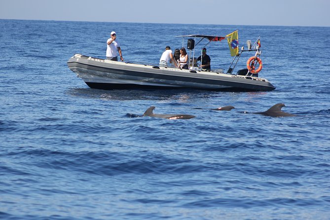 Whale Watching and Marine Science Tour - Setting sail from Marina del Sur, Las Galletas