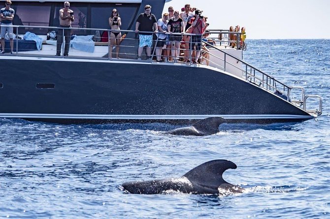 Whale Watching Catamaran in Costa Adeje (Including drinks & Sandwich) - Key things to know before you go