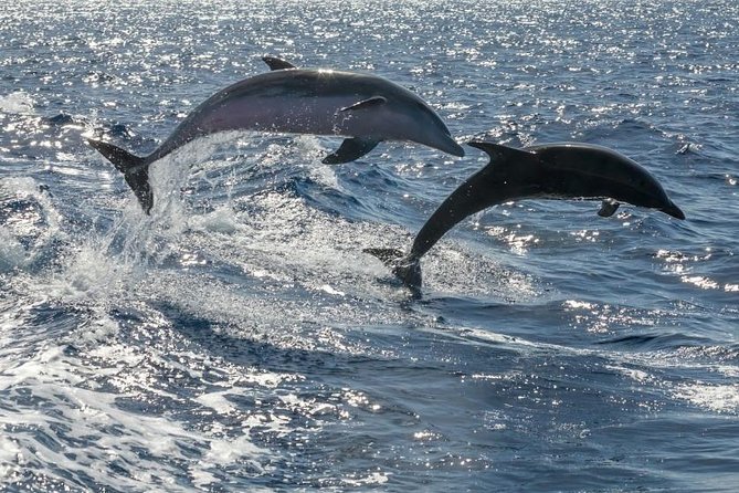 Whale Watching Catamaran in Costa Adeje (Including drinks & Sandwich) - Costa Adeje catamaran whale watch, what makes it worth your time