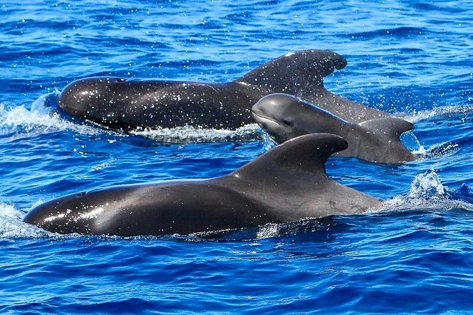 Whale Watching Catamaran in Costa Adeje (Including drinks & Sandwich) - Wildlife spotting in Tenerife, what you can realistically hope to see