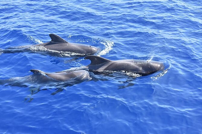 Whale Watching Catamaran in Costa Adeje (Including drinks & Sandwich) - Pickup, meeting point, and avoiding the common time-wasters