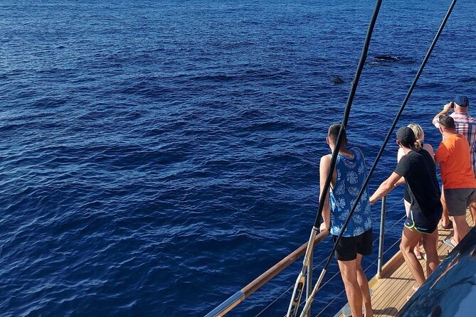 Whale Watching Catamaran in Costa Adeje (Including drinks & Sandwich) - The 3-hour flow, check-in, sailing, and the moments you’ll remember