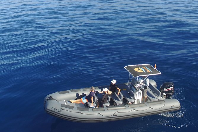 Whale Watching Eco-Adventure from Costa Adeje - Whale Watching Eco-Adventure from Costa Adeje: quick highlights that feel different