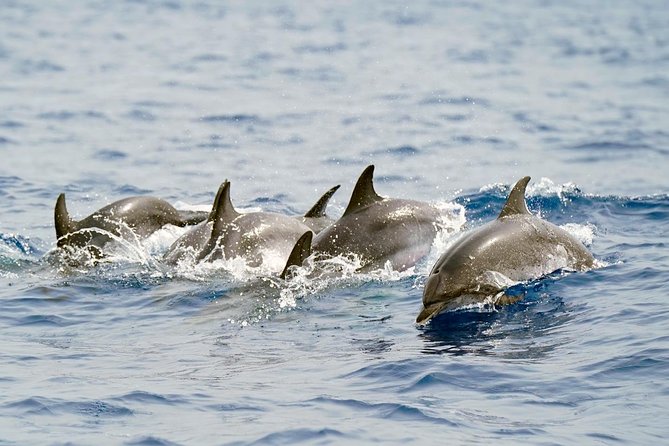Whale Watching Eco-Adventure from Costa Adeje - The boat choice: small group, fast RIB, and why it changes what you see