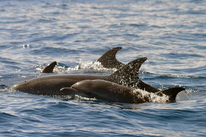 Whale Watching Eco-Adventure from Costa Adeje - Hydrophone time: what the “listen” part adds