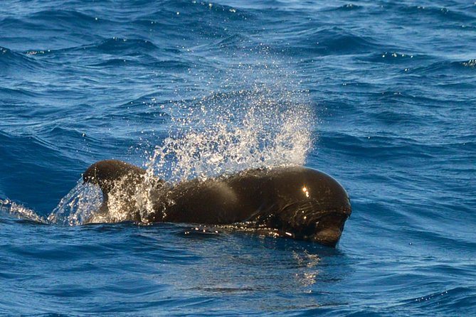 Whale Watching Eco-Adventure from Costa Adeje - What you might see in the Teno-Rasca area