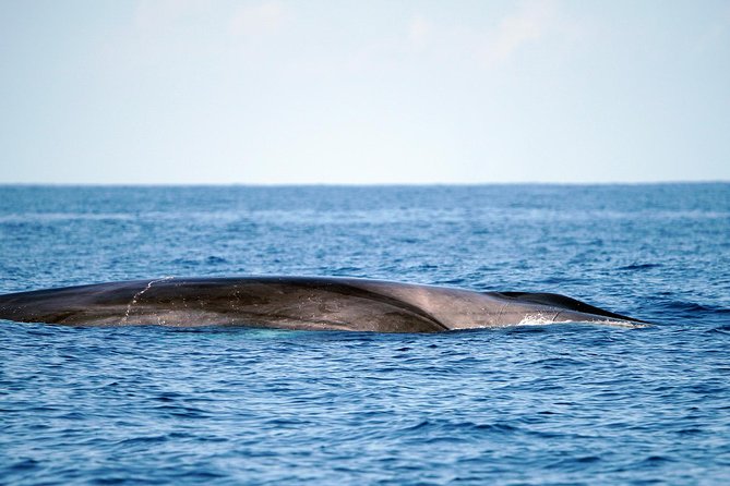 Whale Watching Eco-Adventure from Costa Adeje - Included extras that actually help: photos, commentary, and taxes