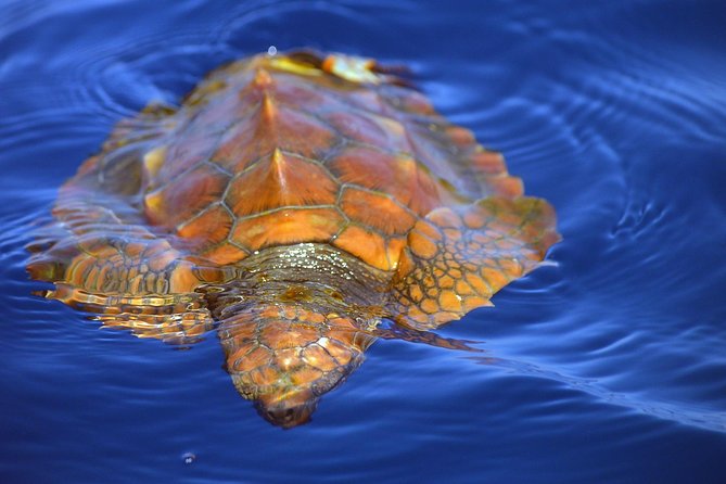 Whale Watching Eco-Adventure from Costa Adeje - What to bring (and what to skip)