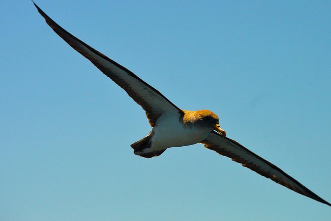 Whale Watching Eco-Adventure from Costa Adeje - Comfort rules you should take seriously before you buy