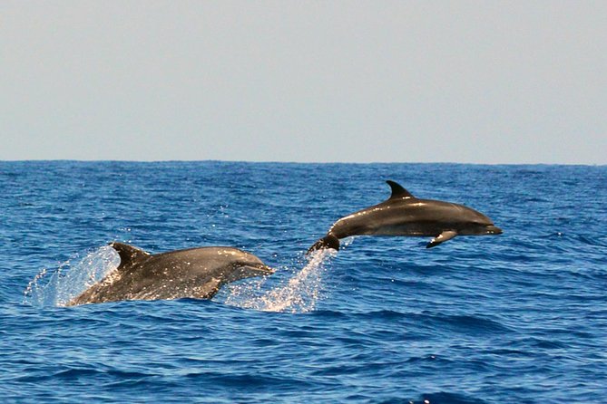 Whale Watching Eco-Adventure from Costa Adeje - Meet Puerto Colón Marina, then head for Teno-Rasca