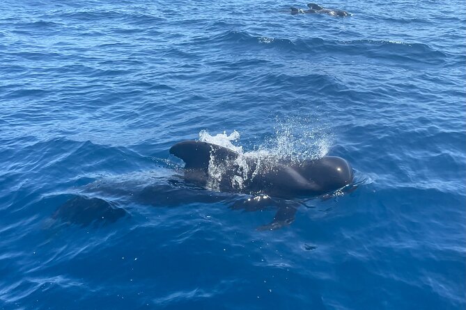 Whales and Dolphins excursion on a Luxury Yacht in Canary Islands - Who should book this luxury yacht whale watch and who should pass