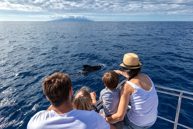 Whales & Dolphins watching in exclusive sailboat - Key Points Before You Go