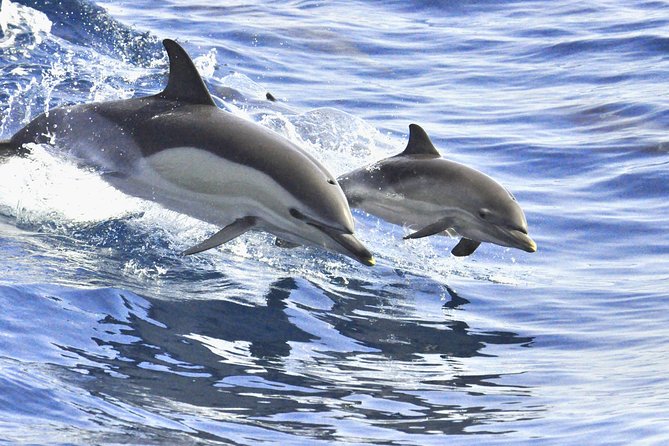 Whales & Dolphins watching in exclusive sailboat - Comfort on the Water: Why Small Numbers Matter