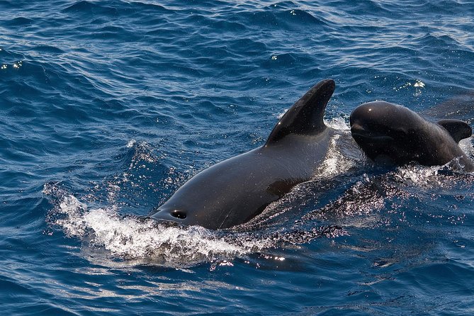 Whales & Dolphins watching in exclusive sailboat - The Best Part of the Route: White Tenerife Waters
