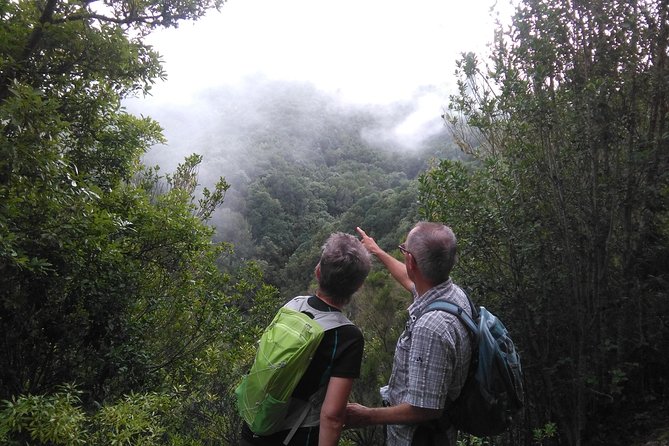 Wonderful hike through the Magic Forest of Tenerife - Key things I’d plan for on this Tenerife hike