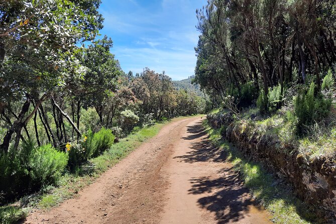 Wonderful hike through the Magic Forest of Tenerife - The volcano and coast views: ravines, ancient eruptions, and big Tenerife skies