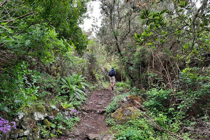 Wonderful hike through the Magic Forest of Tenerife - The single main stop experience: Natural Park of Teno and the circular loop back
