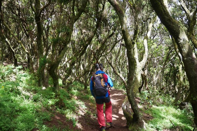 Wonderful hike through the Magic Forest of Tenerife - Meeting point in El Tanque, start time, and how to handle the weather gear checklist