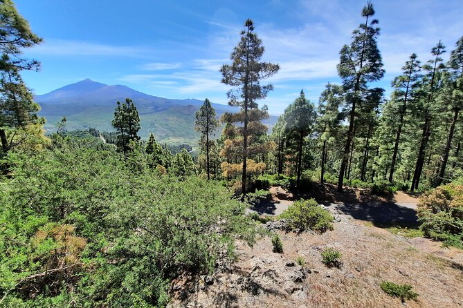 Wonderful hike through the Magic Forest of Tenerife - The guide experience: Sergio-style teaching, safety, and adapting the pace