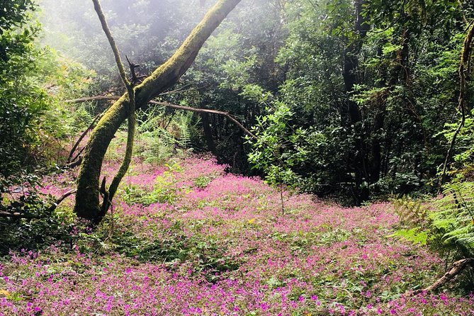 Wonderful hike through the Magic Forest of Tenerife - What you will see: giant ferns, lichens, endemic species, and living forest details
